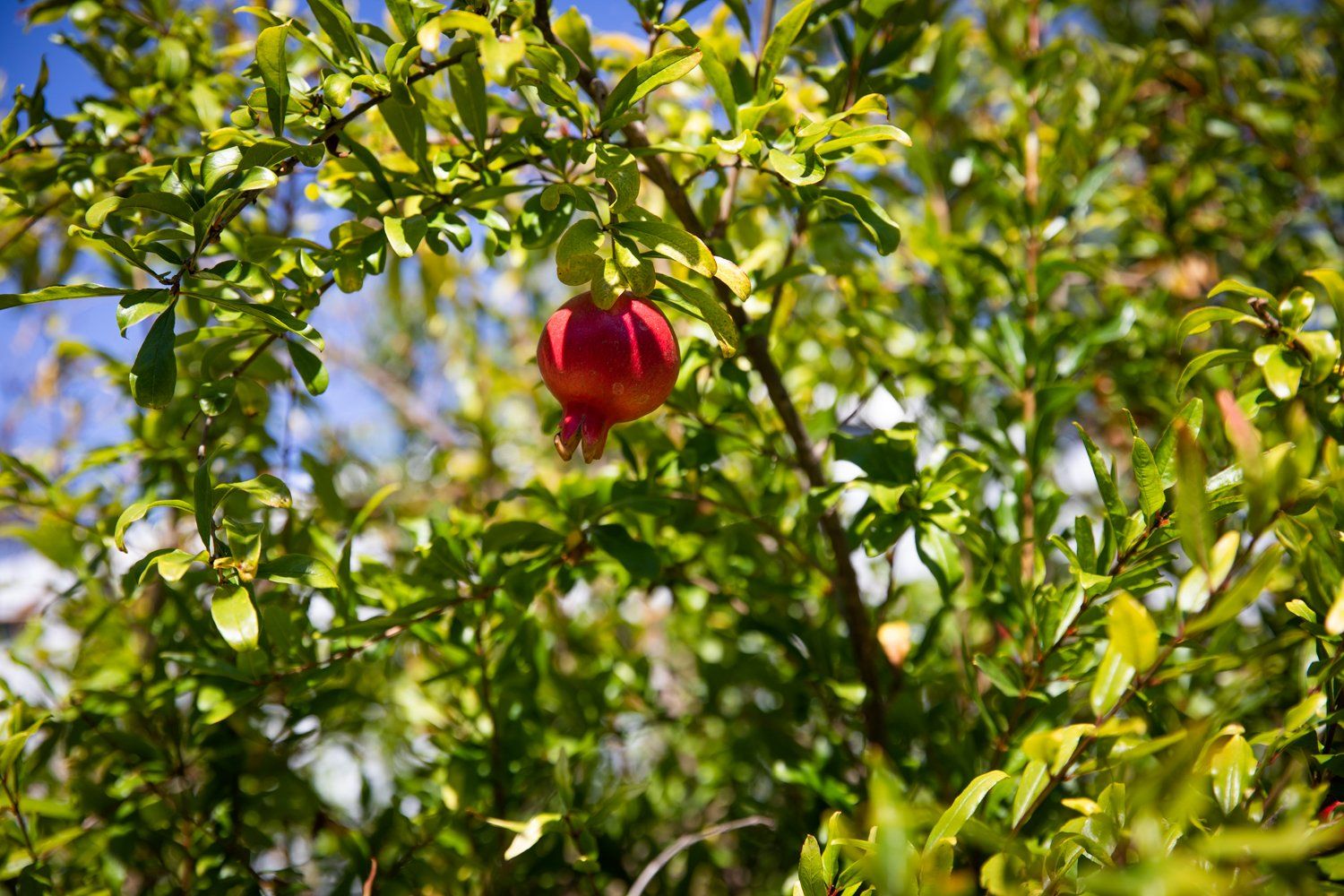 Pomegranate Hanging from Tree at Aloha Food Forest Image