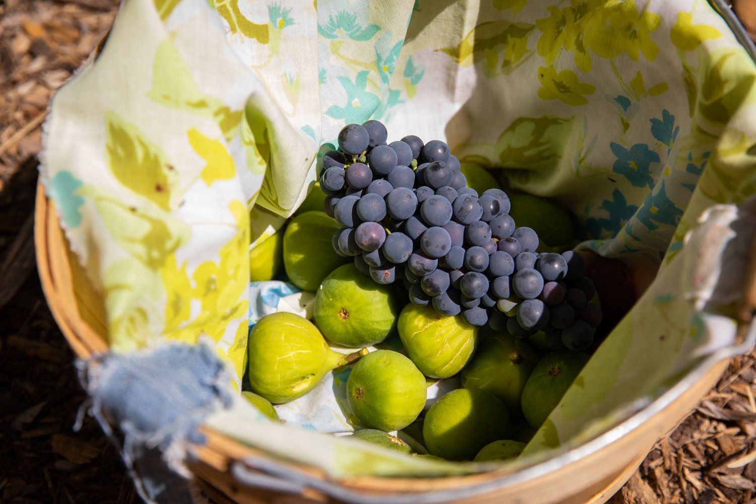 Freshly Picked Figs and Grapes from Aloha Food Forest Image