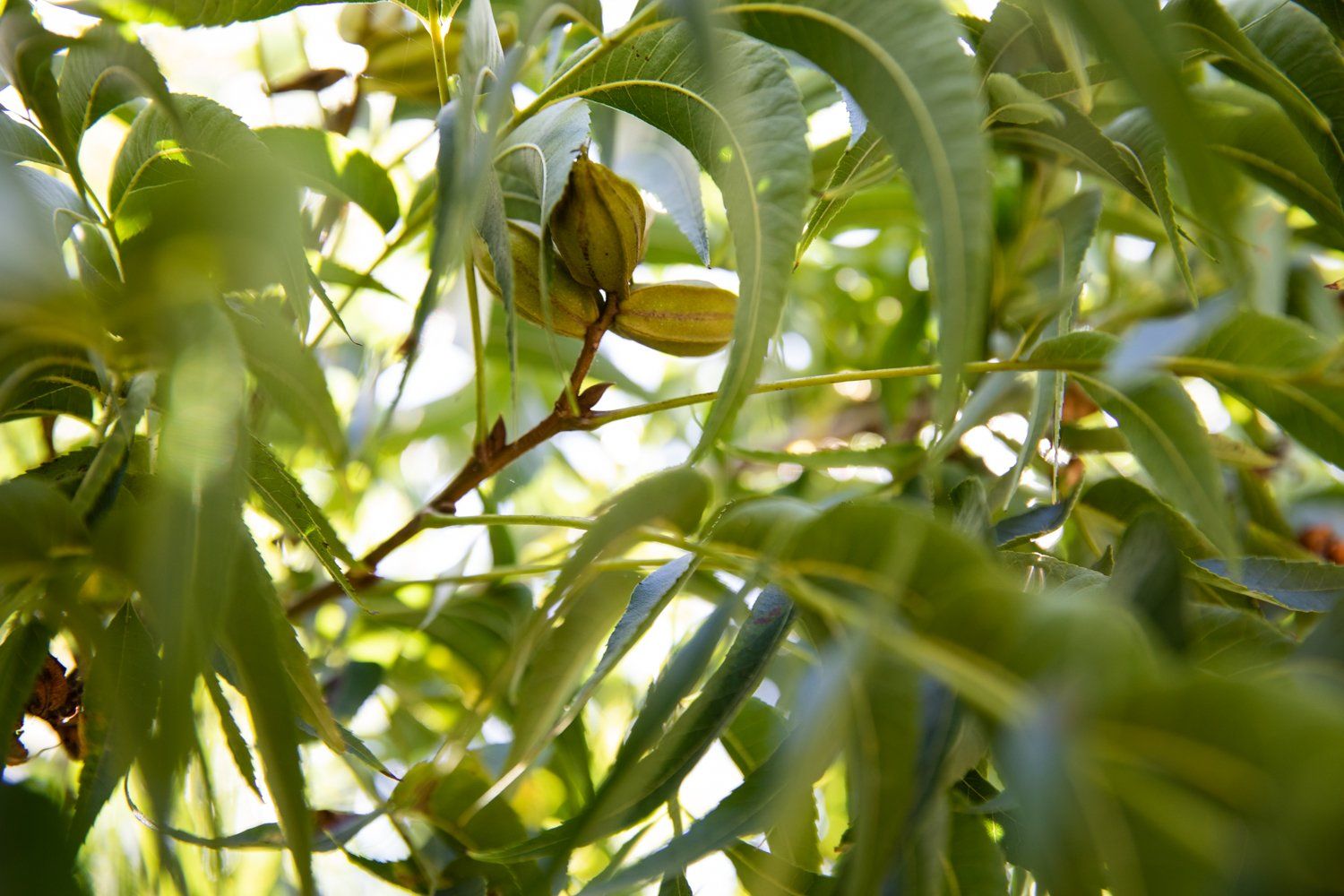 harvesting-pecans-to-make-hair-dye-and-snacks