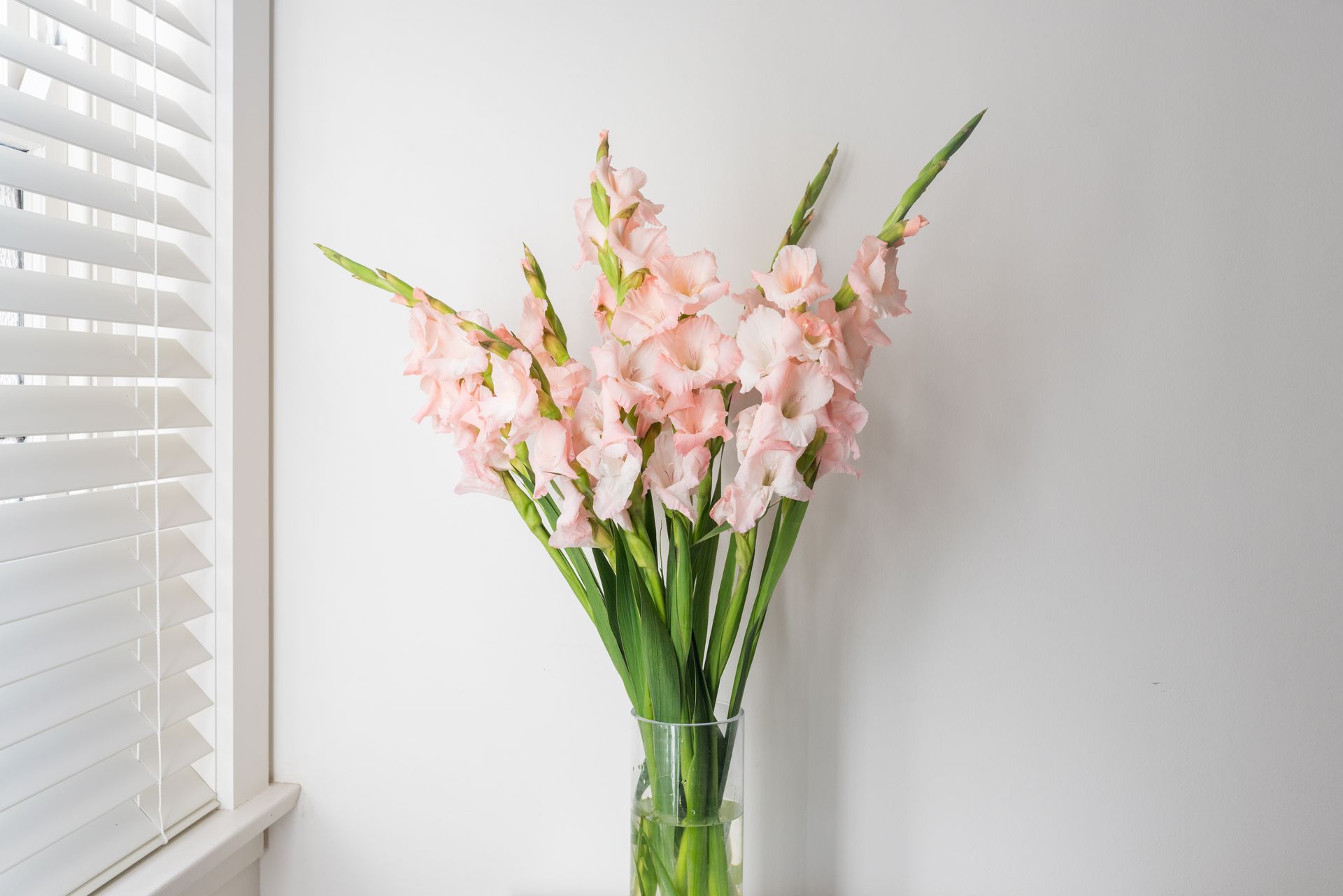 Pink gladiolus flowers in a clear vase against a white wall near a window with blinds.