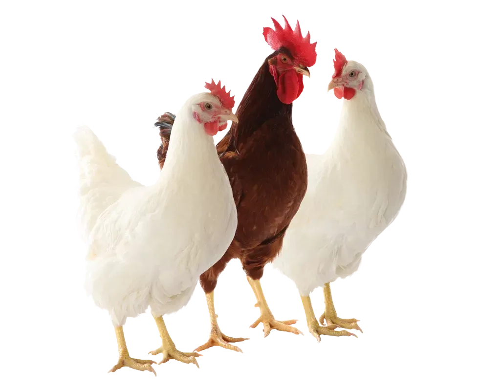 Trois poulets se tiennent côte à côte sur un fond blanc