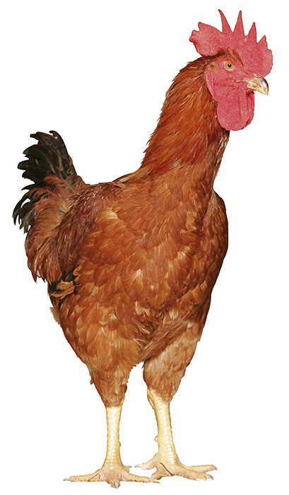 Un coq brun avec une crête rouge sur la tête