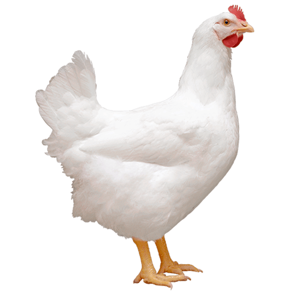 Un poulet blanc se tient debout sur ses pattes arrière sur un fond blanc.