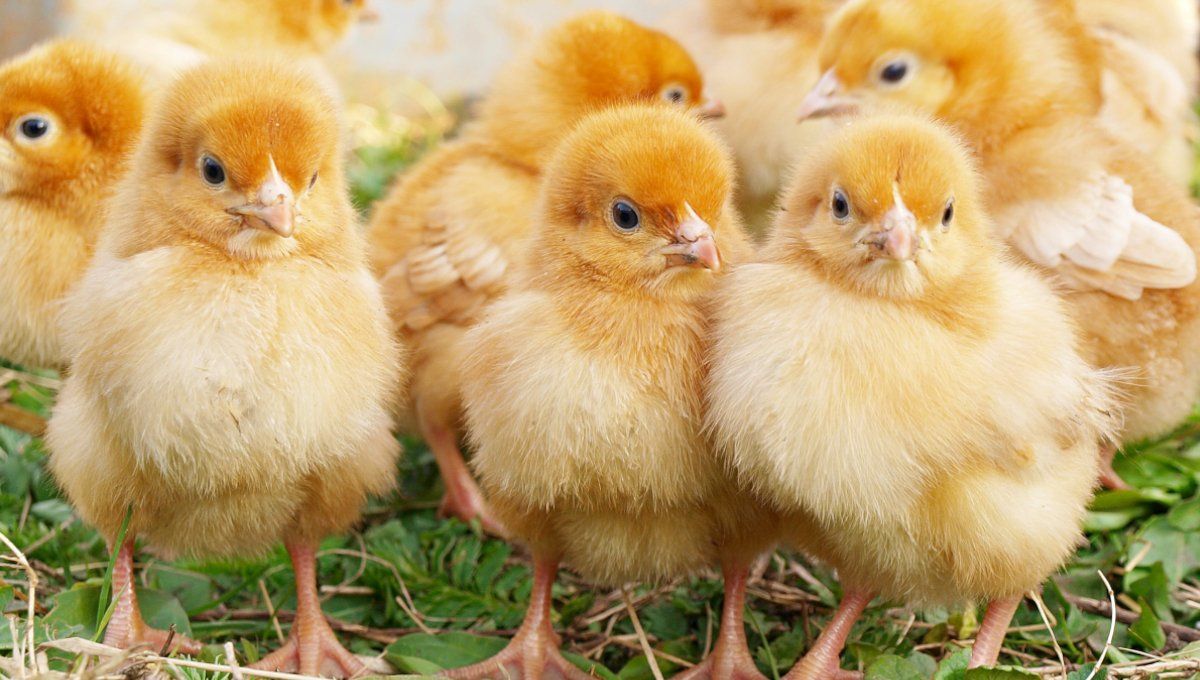 Un groupe de poussins debout les uns à côté des autres dans l'herbe.