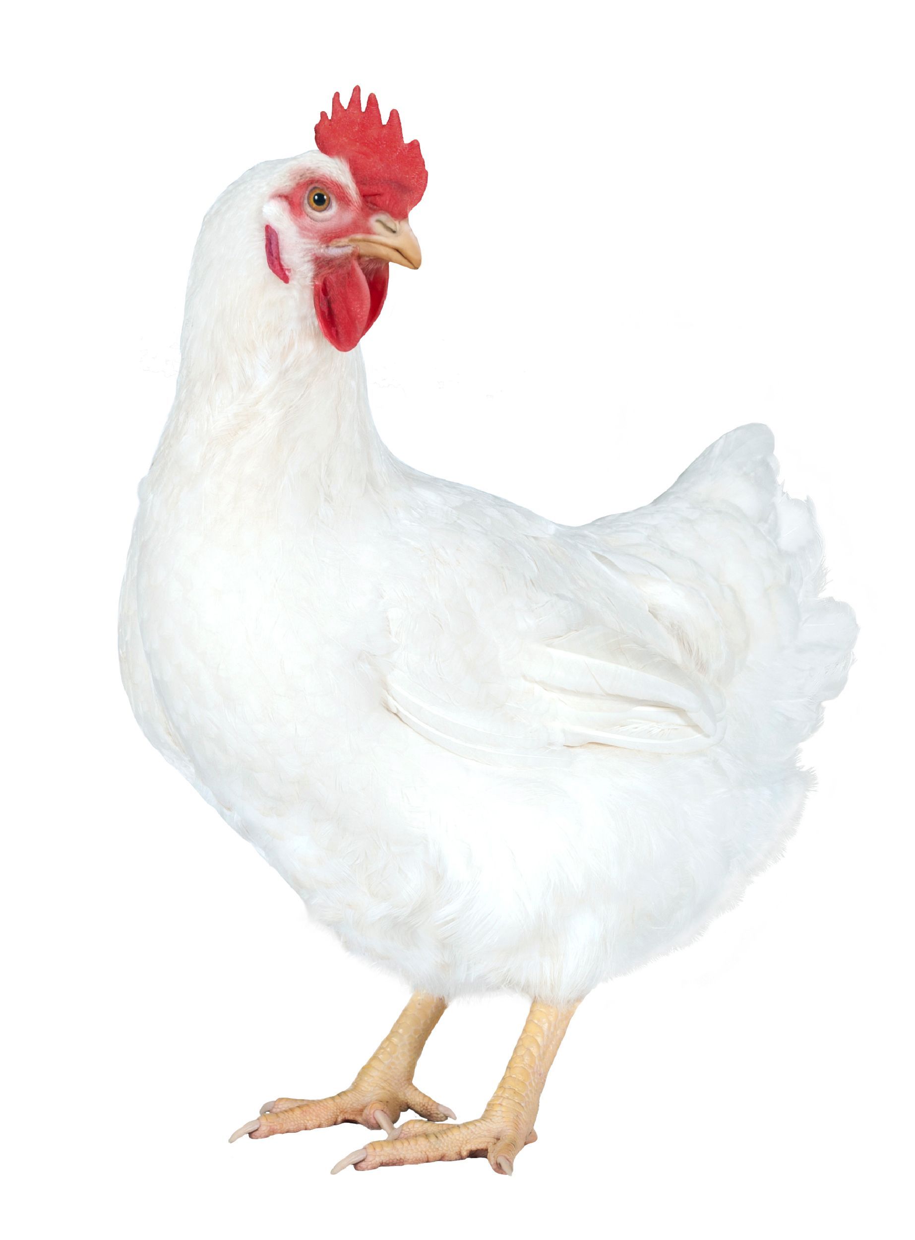 Un poulet blanc avec une crête rouge sur la tête