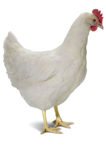 Un poulet blanc avec une crête rouge se tient debout sur ses pattes arrière sur un fond blanc.