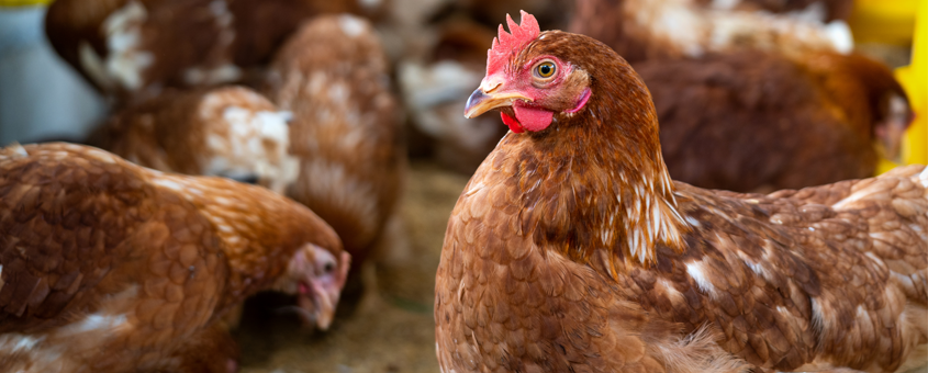 Un groupe de poulets bruns se tiennent côte à côte dans un poulailler.