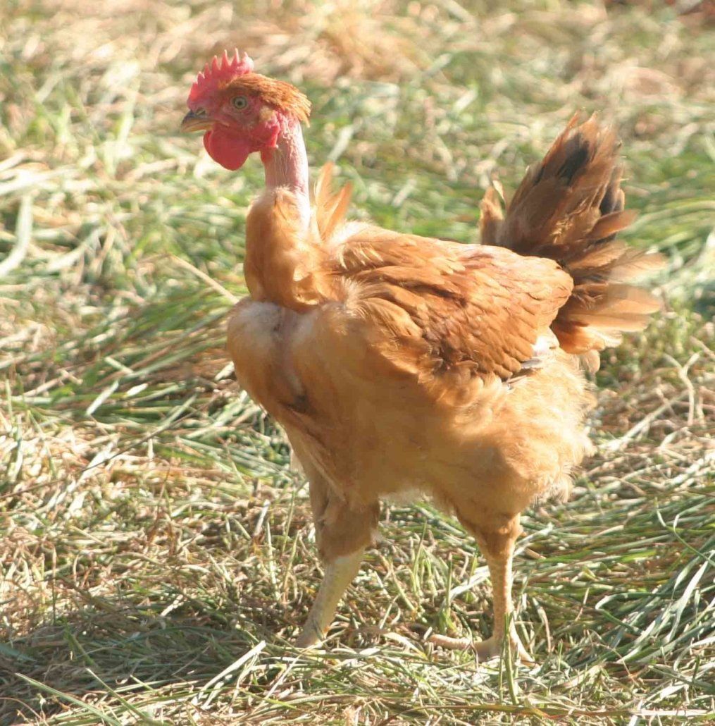Un poulet brun avec une crête rouge se tient dans l'herbe