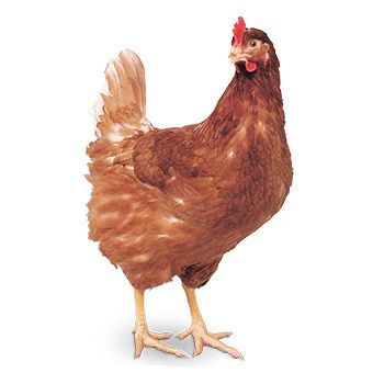 Un poulet brun avec une crête rouge se tient debout sur un fond blanc.