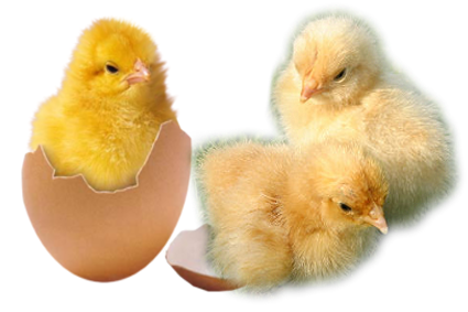 Trois poussins sont assis à côté d'une coquille d'œuf