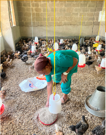 Une femme nourrit des poulets dans un poulailler.