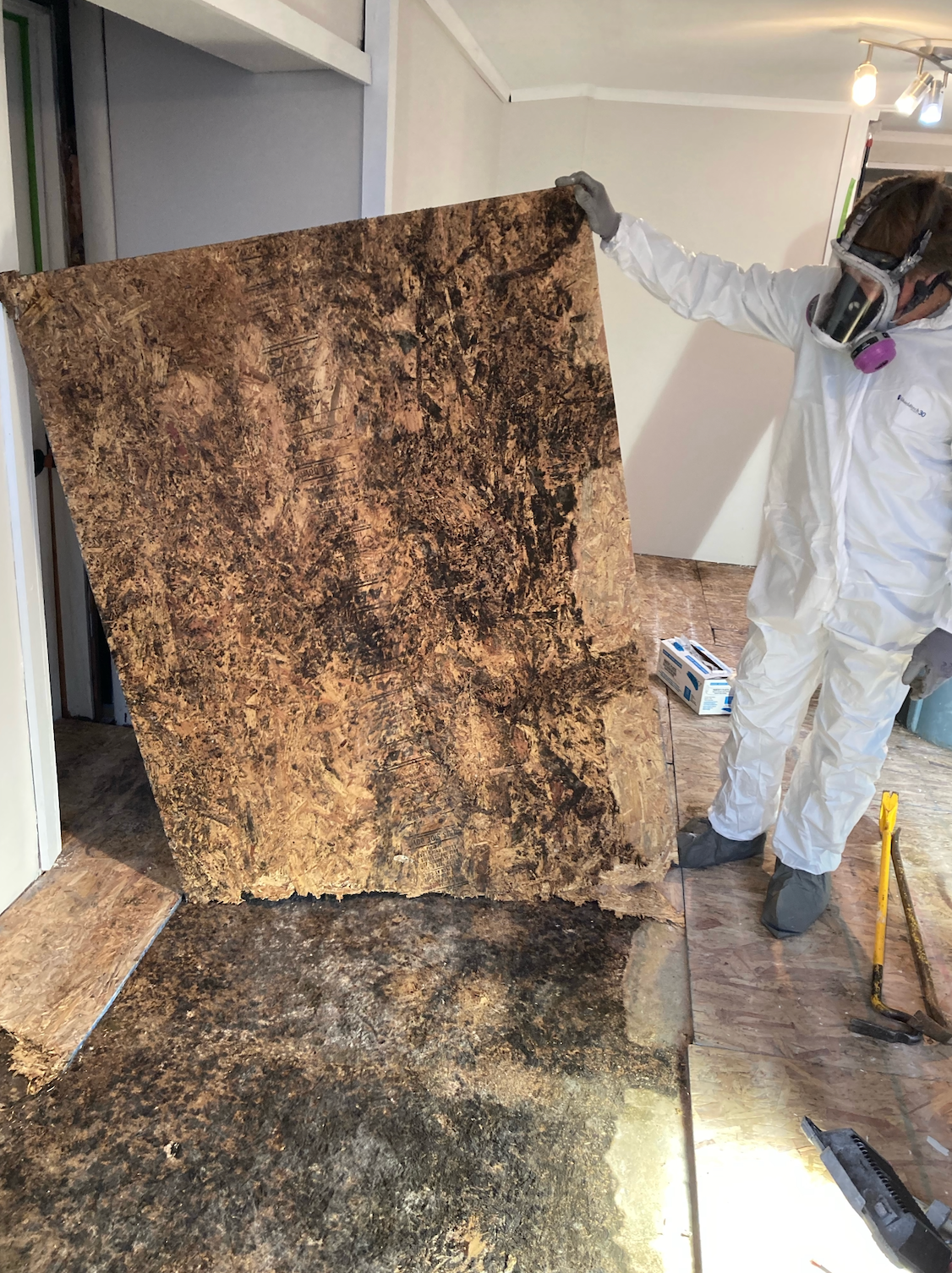 Person in protective suit holding up a mold-damaged carpet in a damaged room