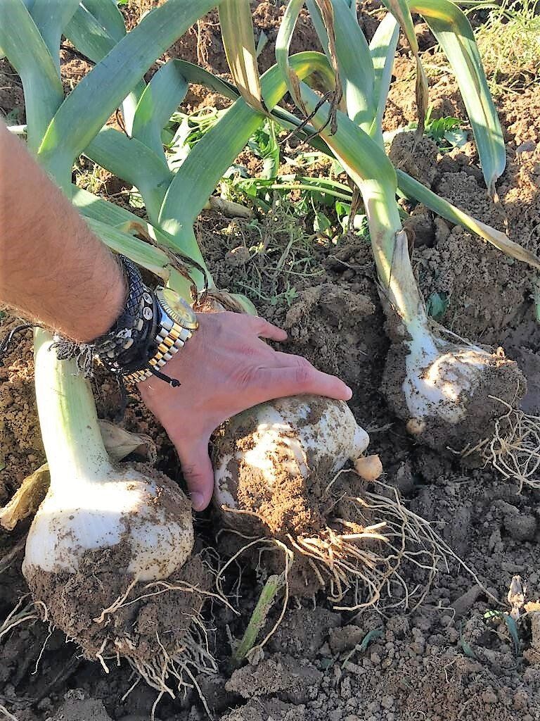 Prodotti biologici