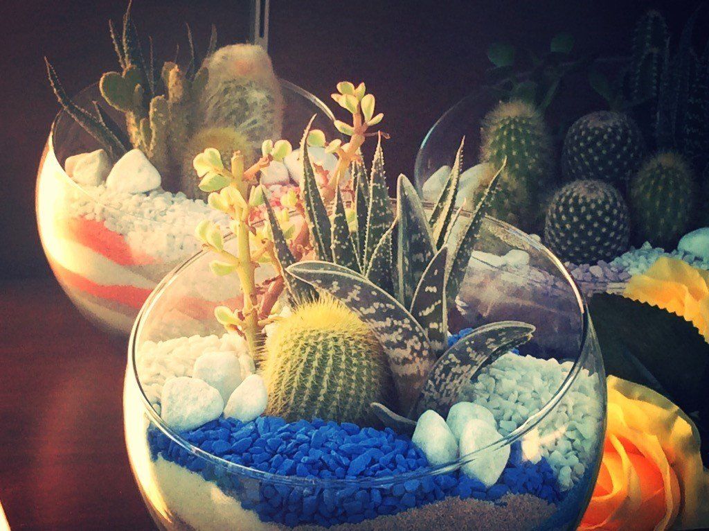 piantine grasse in vaso