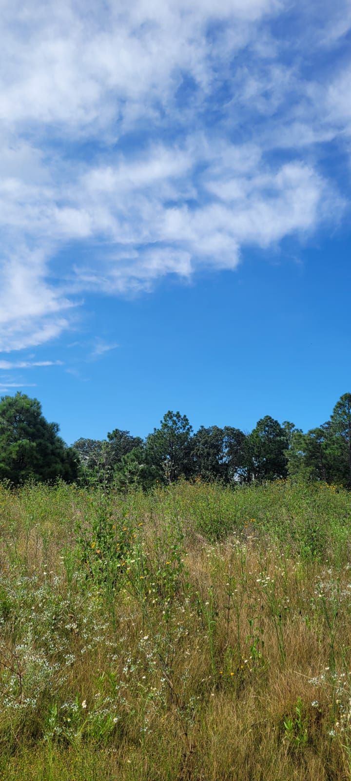 Terrenos en el Bosque