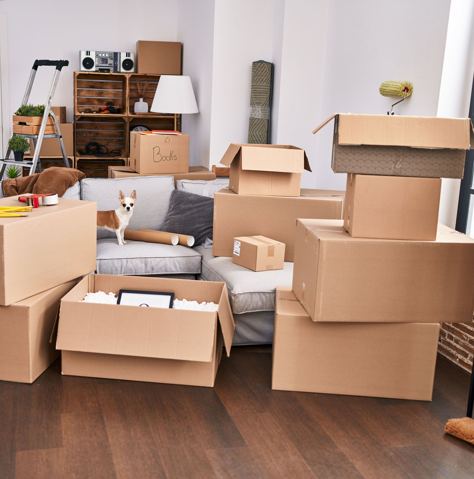 A living room filled with cardboard boxes and a small dog