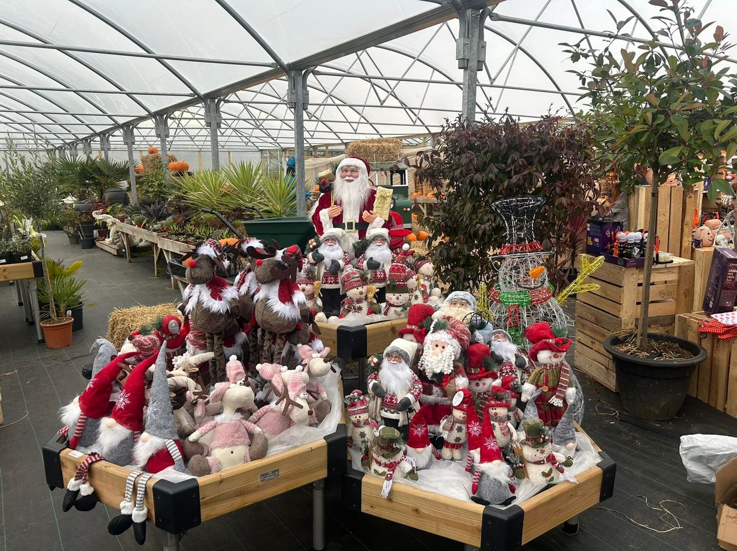 Display of Christmas decorations including gnomes and Santa Claus, inside a greenhouse.