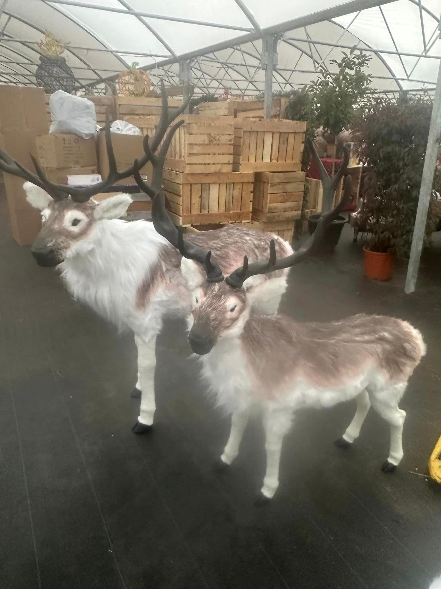 Two decorative reindeer statues with large antlers in a greenhouse setting.