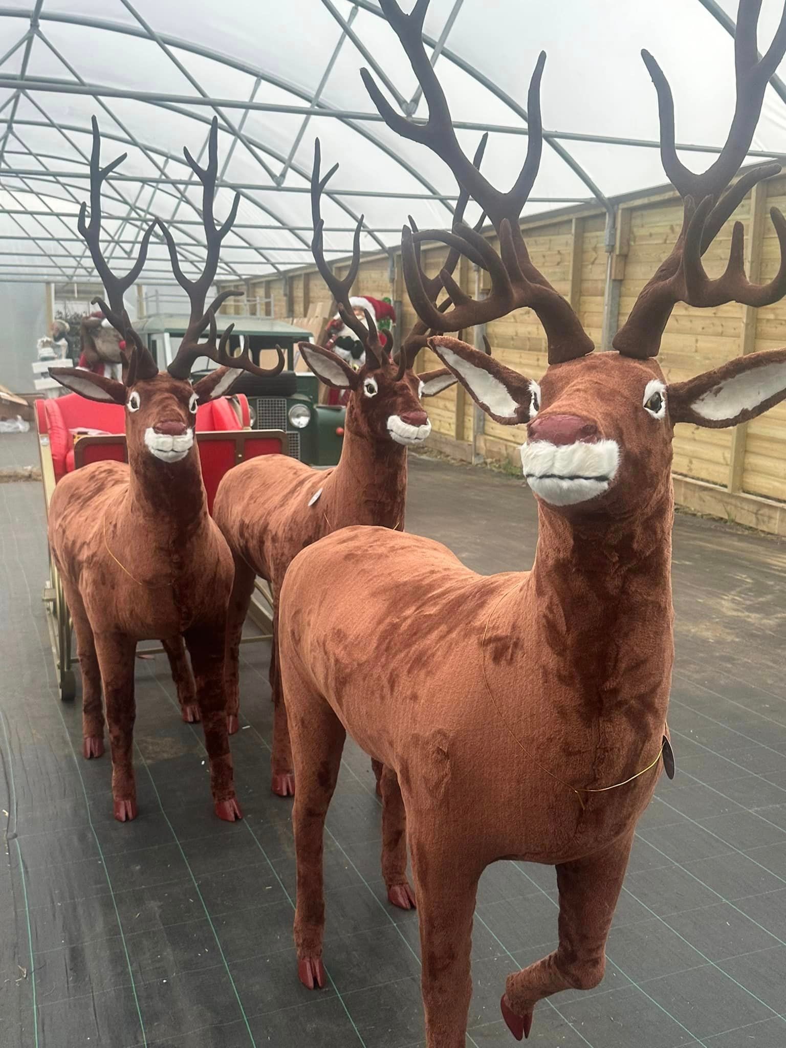 Three brown reindeer pulling a red sleigh in a greenhouse setting.
