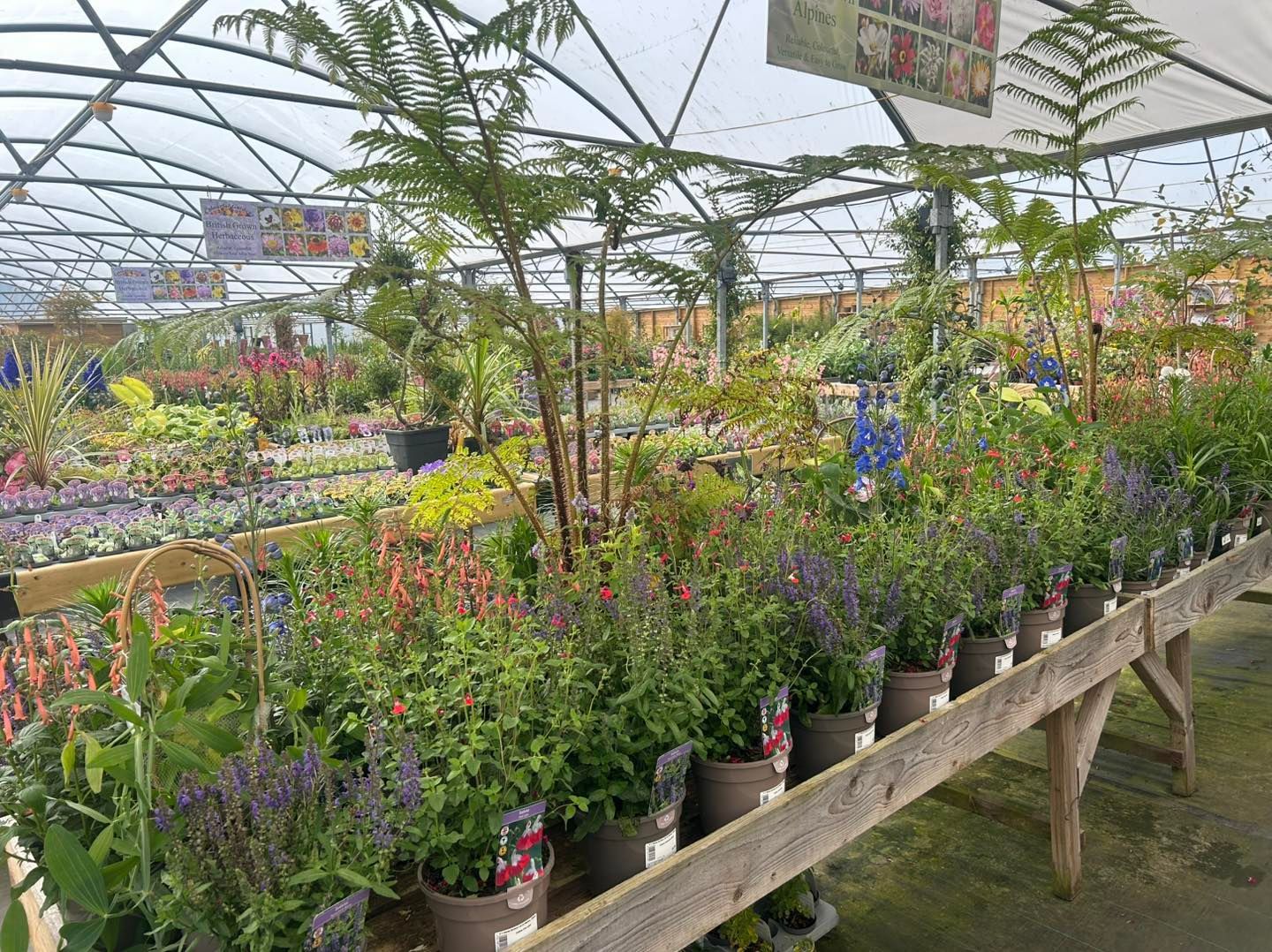 Plants and flowers in pots displayed on wooden tables under a greenhouse roof.
