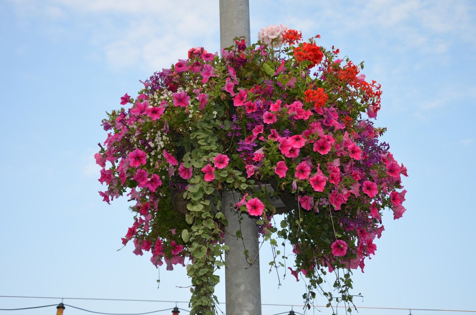 Pink and red flowers in a hanging basket on a gray pole against a light blue sky.