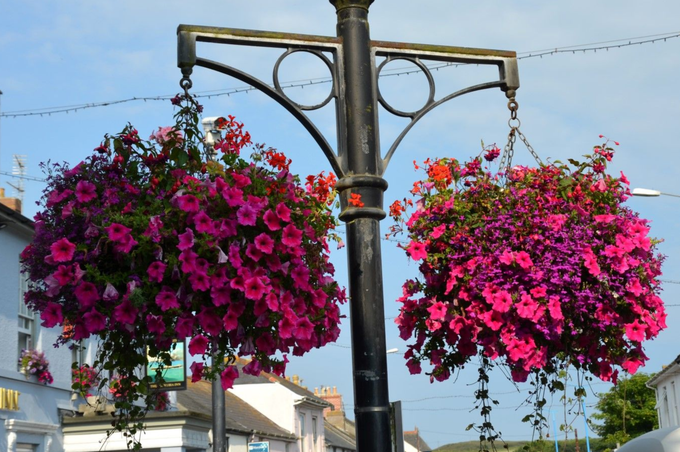 Two large pink petunia hanging baskets on a black lamppost in a town square.