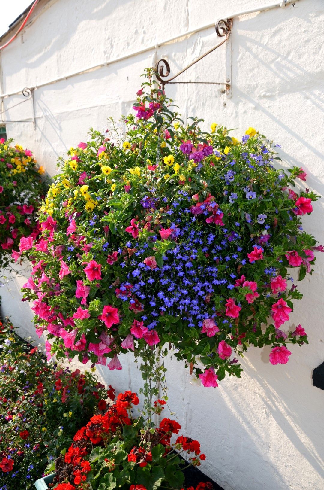 Hanging basket overflowing with pink, blue, yellow flowers against white wall.