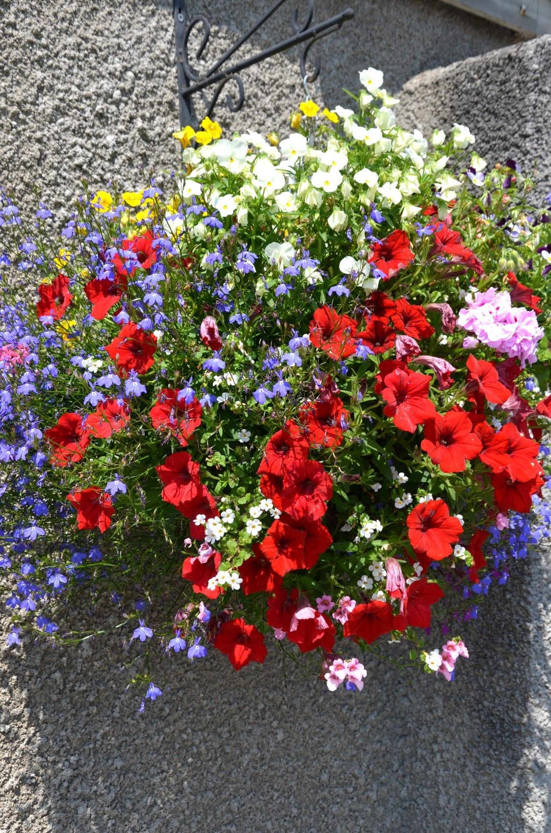 Bright red, blue, yellow, and white flowers spilling from a hanging basket on a gray wall.