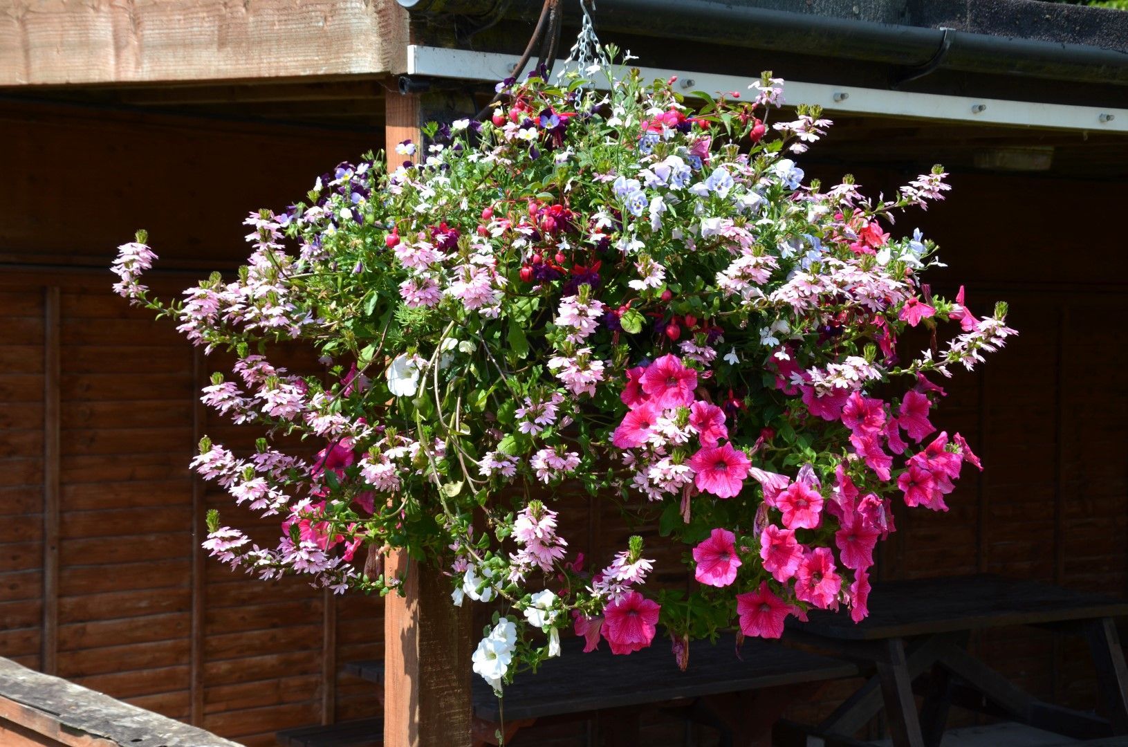 Hanging basket overflowing with pink, red, and white petunias in front of a wooden wall.