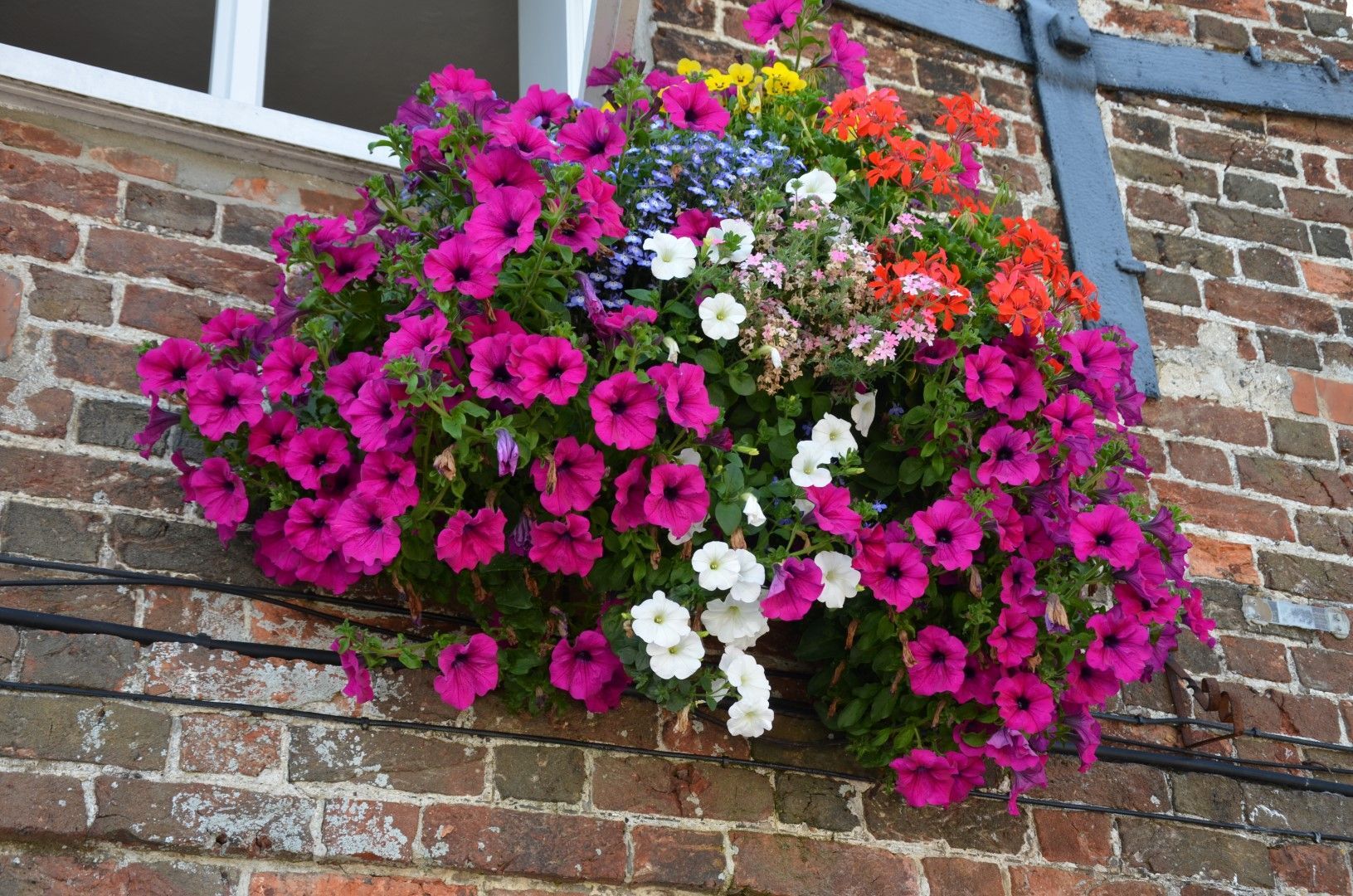 Window box overflowing with vibrant pink, white, orange, yellow, and blue petunias against a brick wall.