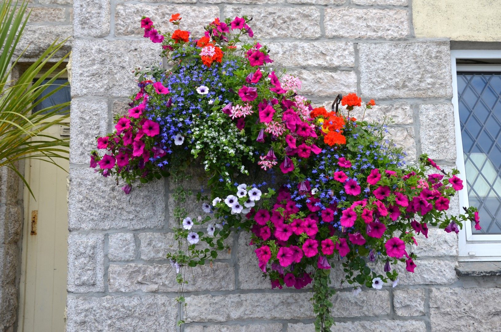 Hanging basket overflowing with vibrant pink, red, and blue flowers on a stone wall.