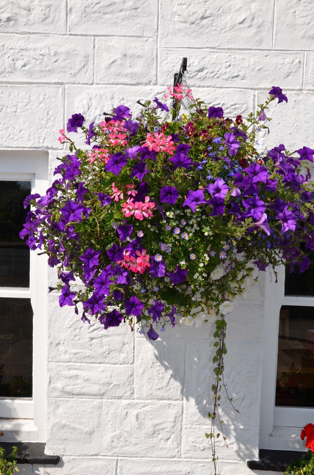 Purple and pink petunias overflowing a hanging basket on a white brick wall.
