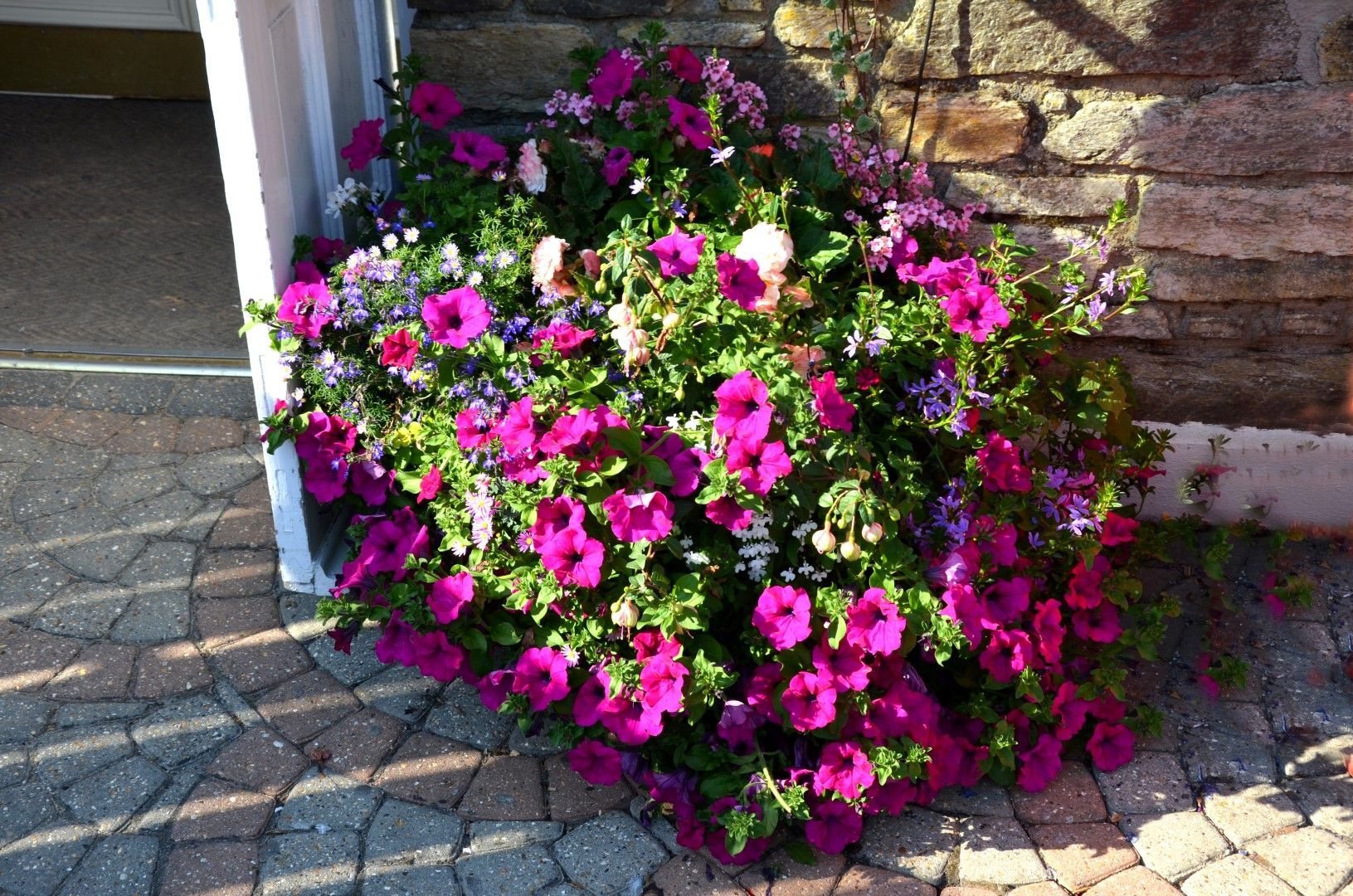 A vibrant cluster of magenta petunias and other flowers by a stone wall.