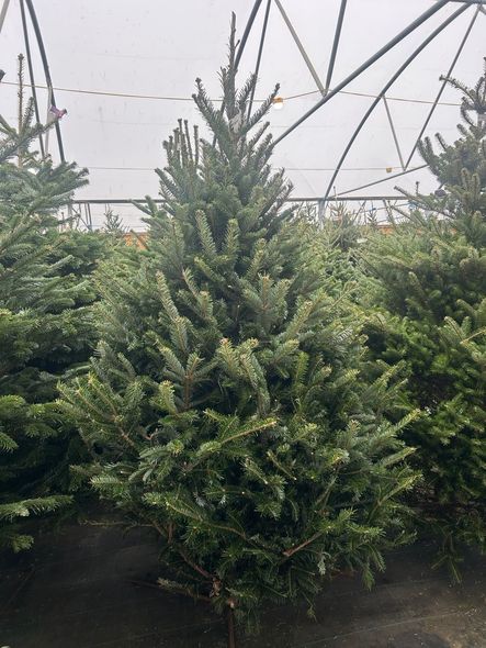 Green Christmas tree with bluish-green needles, set inside a greenhouse with other trees.