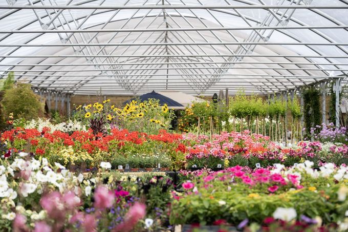Greenhouse filled with colorful flowers and plants under a transparent roof.