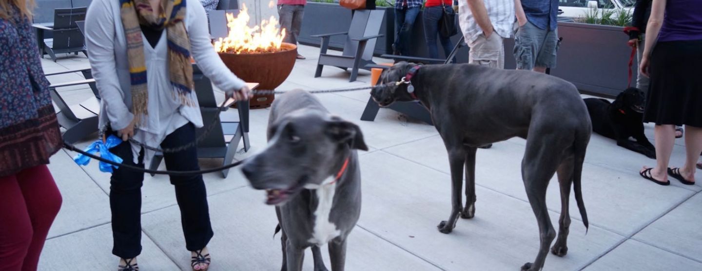 Pet Friendly Apartments