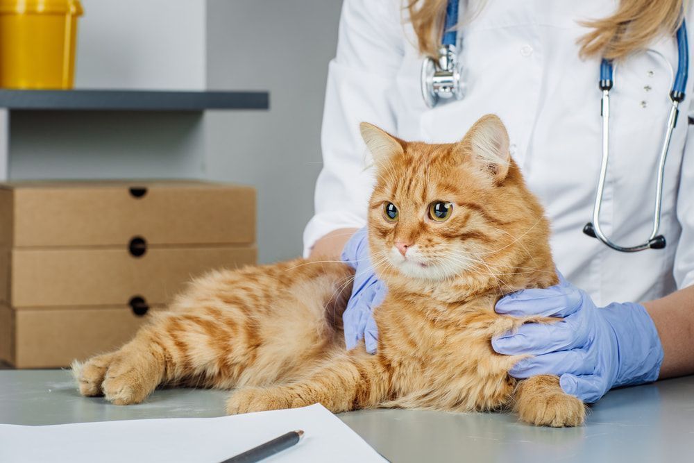 Veterinarian Examining a Ginger Cat on an Exam Table — AAA Vet Clinic In Townview, QLD