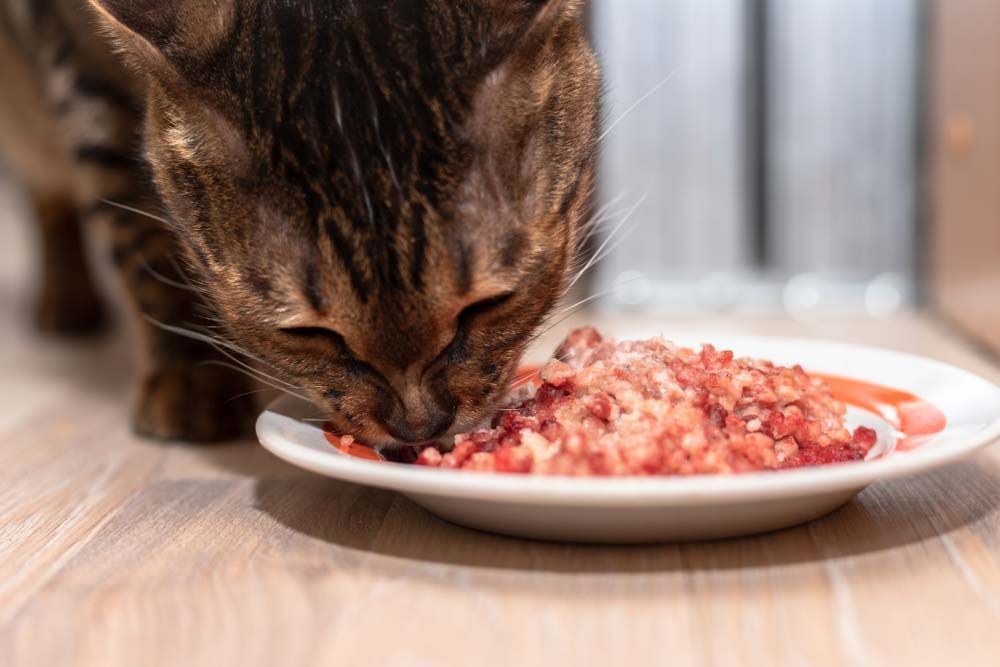Bengal Cat Eating Raw Meat From a White Plate on a Wooden Floor — AAA Vet Clinic In Townview, QLD