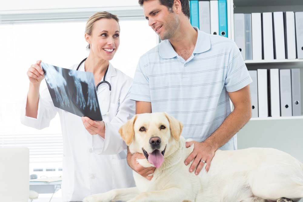 Veterinarian Showing X-ray to Dog Owner — AAA Vet Clinic In Townview, QLD