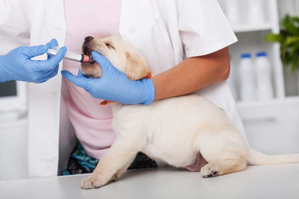 Veterinarian Giving Oral Medication to a Yellow Labrador — AAA Vet Clinic In Townview, QLD