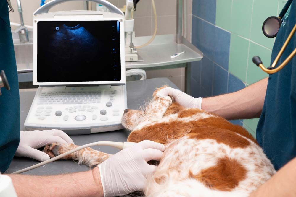 Dog Receiving an Ultrasound Scan at a Veterinary Clinic — AAA Vet Clinic In Townview, QLD