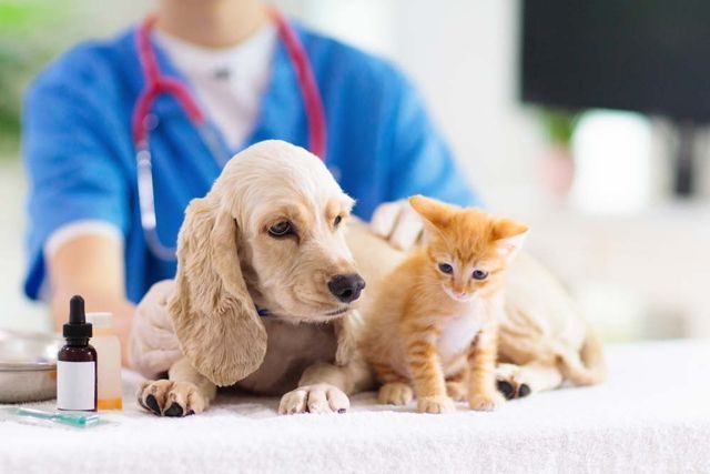 Dog and Orange Kitten Sit on Exam Table — AAA Vet Clinic In Townview, QLD