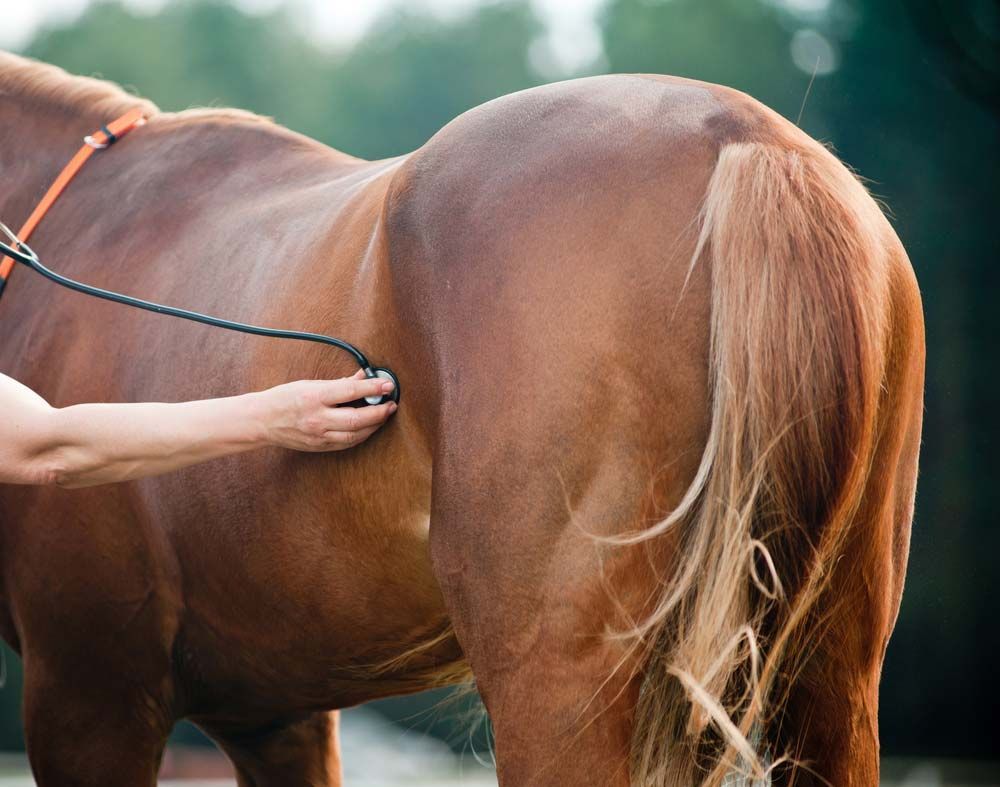 Veterinarian Using a Stethoscope — AAA Vet Clinic In Townview, QLD