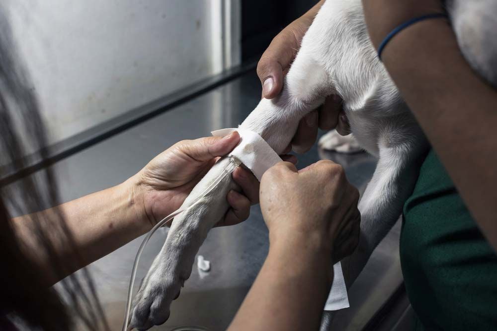 Hands Wrapping Bandage Around a White Dog's Leg — AAA Vet Clinic In Townview, QLD