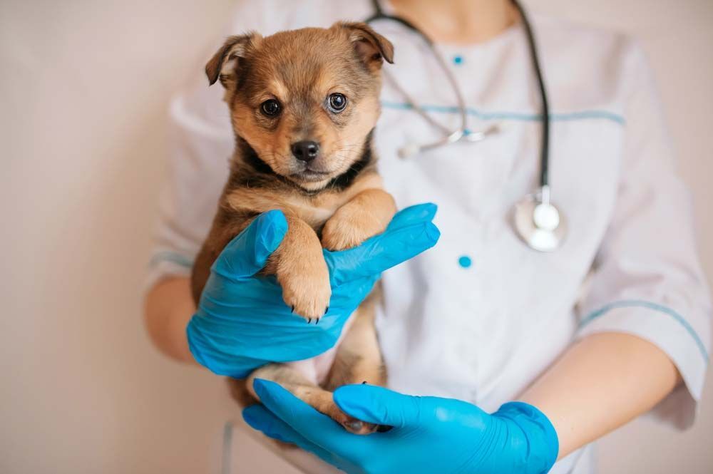 Puppy Held in Gloved Hands by a Vet in a White Coat — AAA Vet Clinic In Townview, QLD