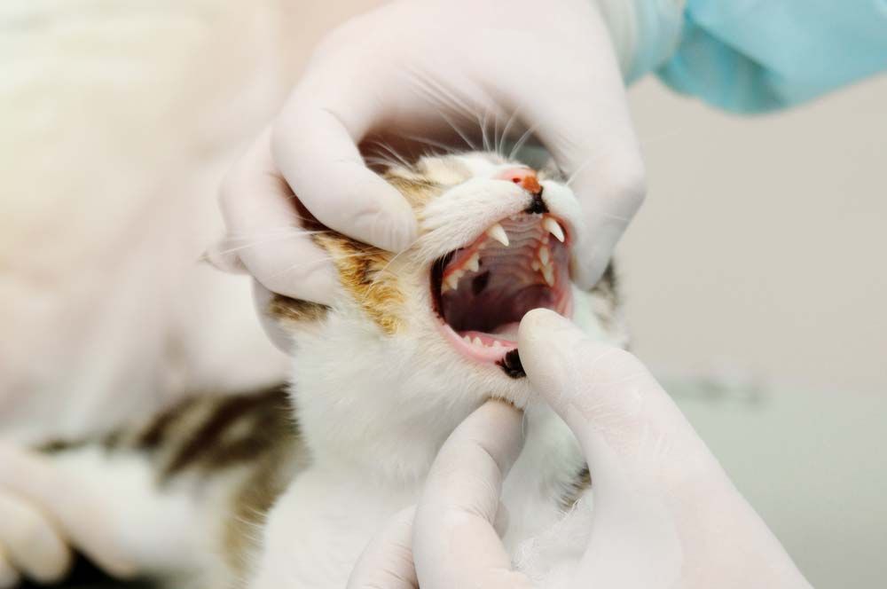 Veterinarian Examining a Cat's Mouth — AAA Vet Clinic In Townview, QLD