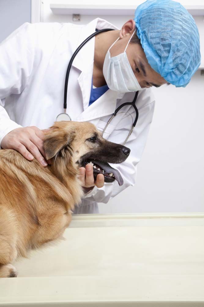 Veterinarian Examines a Brown Dog on an Examination Table — AAA Vet Clinic In Townview, QLD