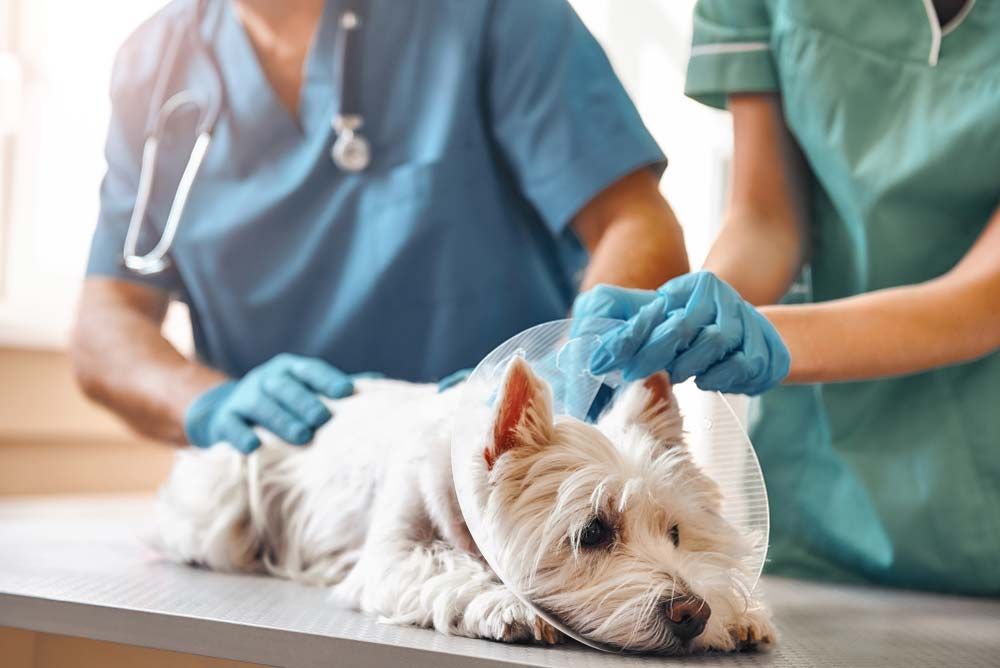 Veterinarians Examine a White Dog Wearing a Cone — AAA Vet Clinic In Townview, QLD