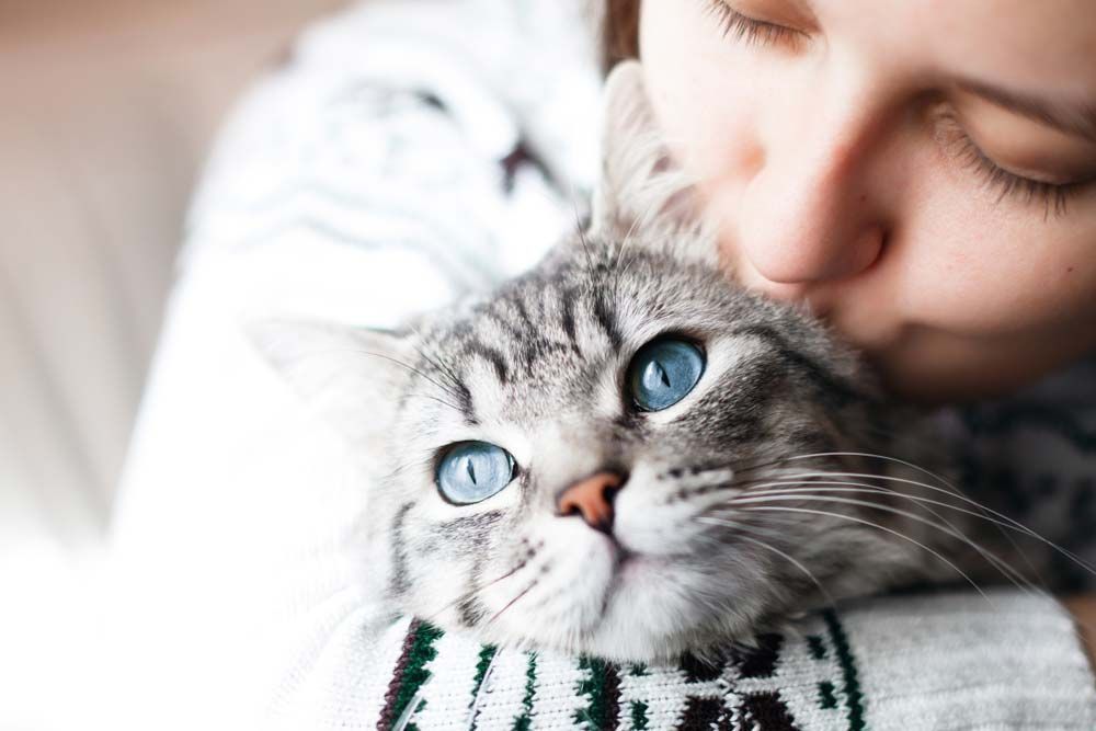 Woman Kissing Gray Cat With Bright Blue Eyes — AAA Vet Clinic In Townview, QLD