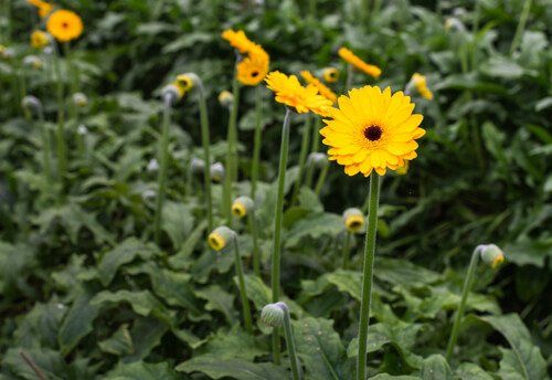 Gerberas Mini